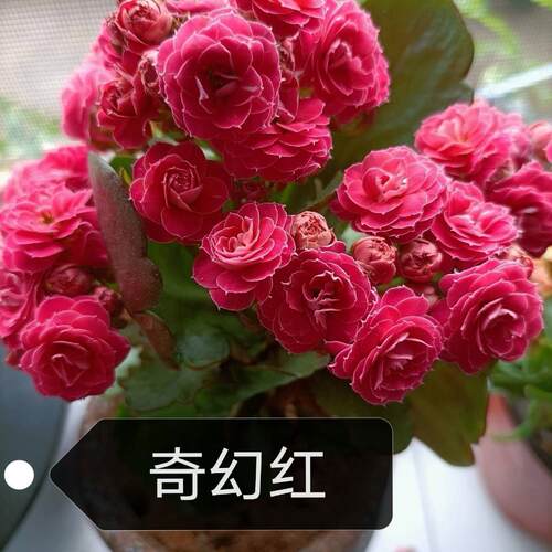 长寿花盆栽金狐狸绿巴黎带花苞重瓣大花稀有品种室内阳台四季开花