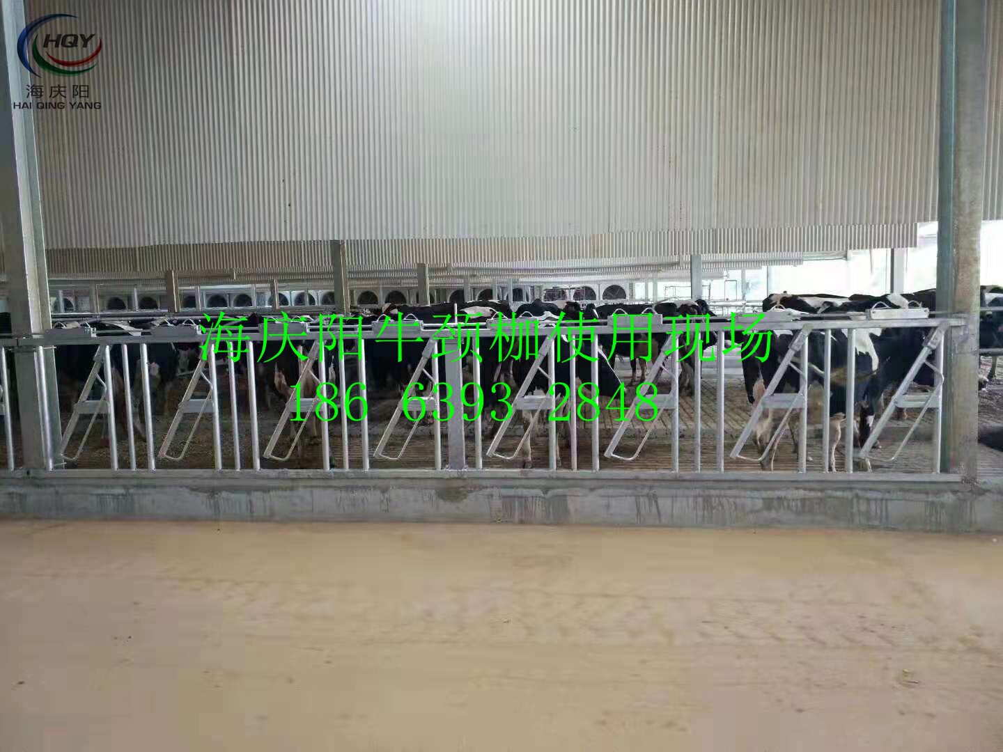 【热卖】实体厂家大量批发牛颈枷 结实耐用牛颈夹 牛栏生产牛颈颊