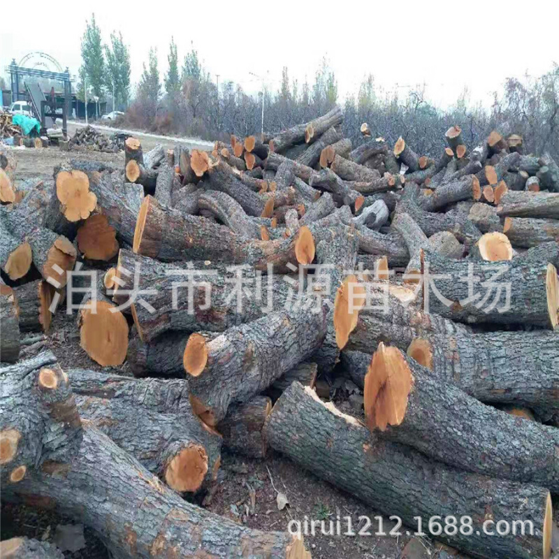 大量供应枣木小头直径25-50公分长度80-200公分 10000吨 全国发货