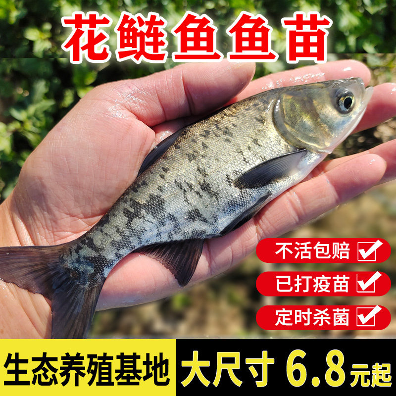 花鲢鱼苗胖头鱼苗黑鳙鱼苗大头鱼苗雄鱼活体淡水养殖包活特大食用,宠物/宠物食品及用品,鱼,淘宝优惠券,粉丝福利购,淘宝优惠卷