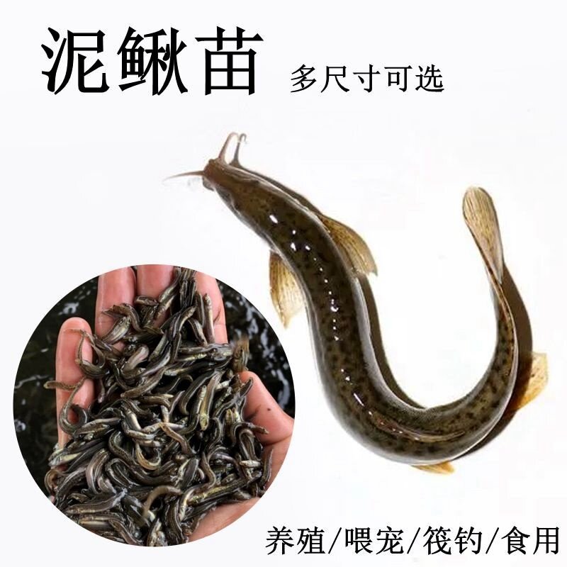 鲜活小泥鳅苗本地泥鳅养殖东北小鱼