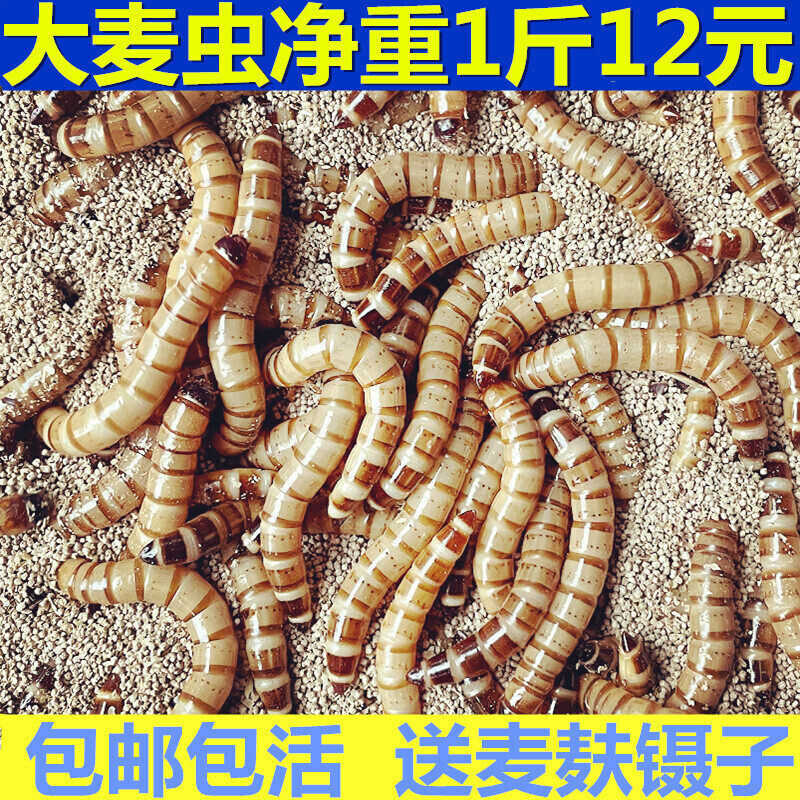大麦虫活虫鲜活面包虫大号黄粉虫金龙鱼鱼食八哥画眉鸟食活体虫子,宠物/宠物食品及用品,爬虫/鸣虫食物,淘宝优惠券,粉丝福利购,淘宝优惠卷