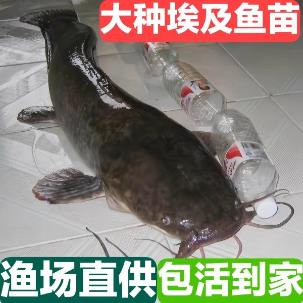 埃及塘鲺鱼苗淡水 养殖食用革胡子鲶各种淡水鱼苗本地鲶鱼苗批 发