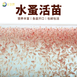 水蚤活体活苗鱼虫红虫水虱子水瘙鱼食卵饲料斗鱼鱼苗幼苗开口活食