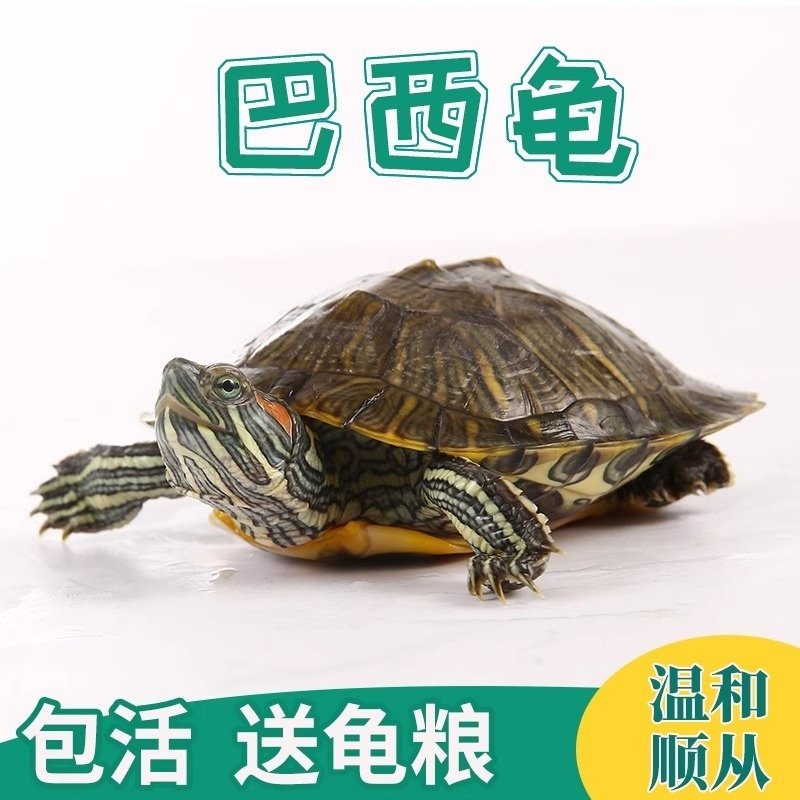 乌龟活物巴西龟幼龟小乌龟小孩子宠物玩具红耳两只情侣龟观赏乌龟,宠物/宠物食品及用品,龟/鳖,淘宝优惠券,粉丝福利购,淘宝优惠卷