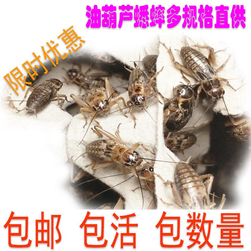油葫芦蟋蟀黑蛐蛐画眉鸟食爬虫宠物蜥蝎守宫龙鱼胡蜂乌龟活体饲料,宠物/宠物食品及用品,蟋蟀/蝈蝈,淘宝优惠券,粉丝福利购,淘宝优惠卷