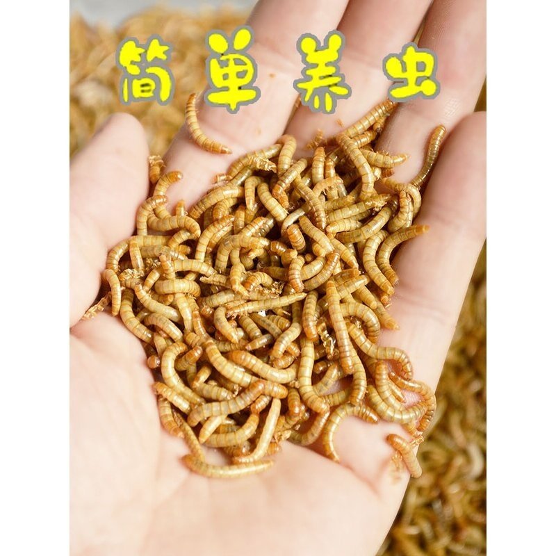 面包虫活虫黄粉虫活体活食物宠物零食鹦鹉鸟饲料虫仓鼠龙鱼乌龟粮,宠物/宠物食品及用品,爬虫/鸣虫食物,淘宝优惠券,粉丝福利购,淘宝优惠卷