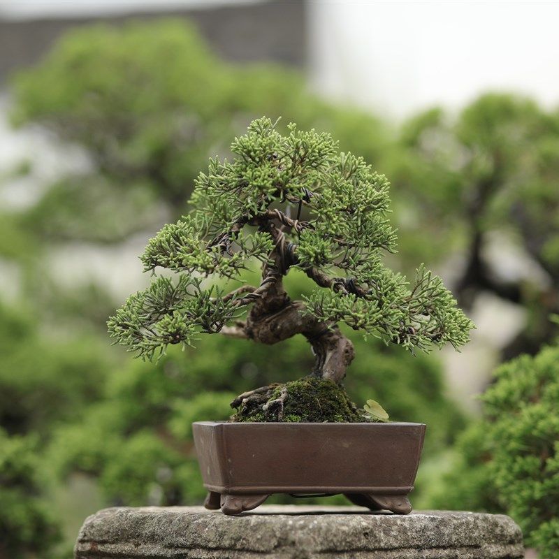 现货速发济d州真柏小盆景一手托树龄12年童子功造型带紫砂盆,鲜花速递/花卉仿真/绿植园艺,造型盆景,淘宝优惠券,粉丝福利购,淘宝优惠卷