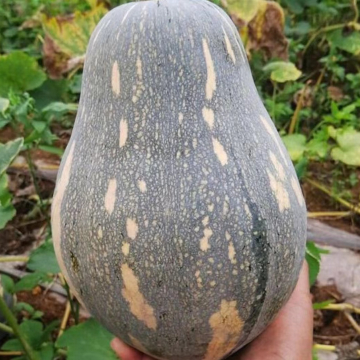 香芋南瓜种子香芋味南瓜早熟高产