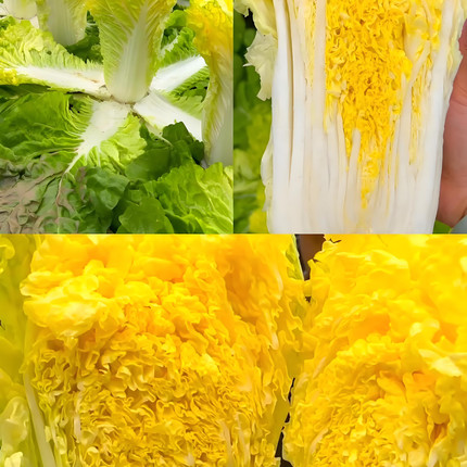 鸡蛋黄白菜种子黄心速生早熟白菜籽四季阳台庭院家庭白菜蔬菜种子