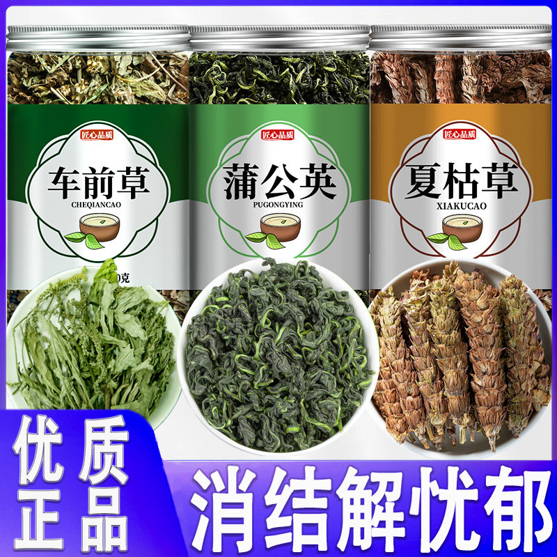 车前草蒲公英夏枯散结茶野图片