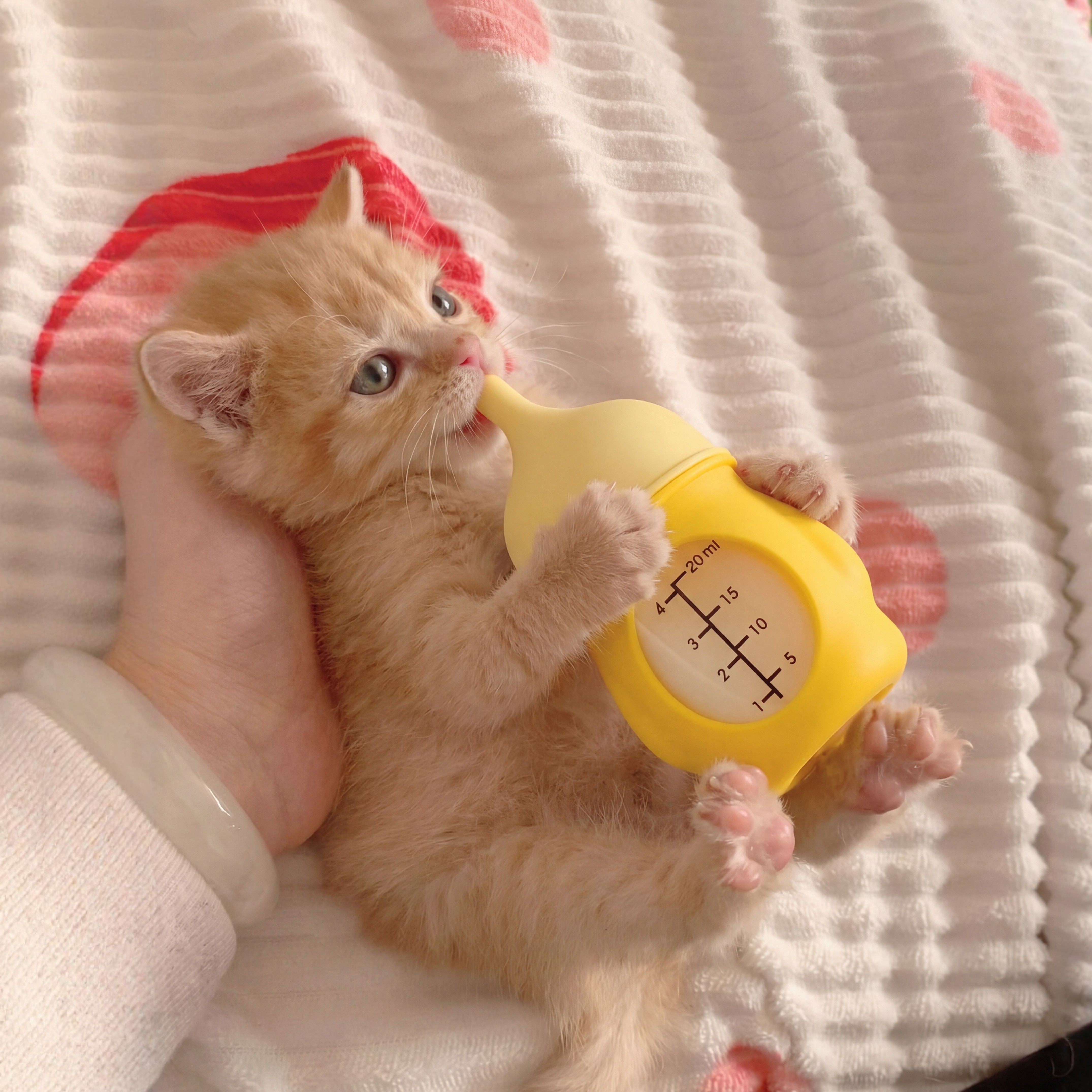猫咪奶瓶幼猫初生猫咪耐咬呛奶瓶图片
