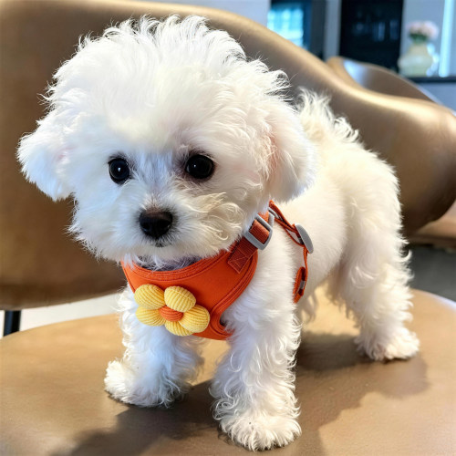 狗狗牵引绳马鞍背心式小花胸背