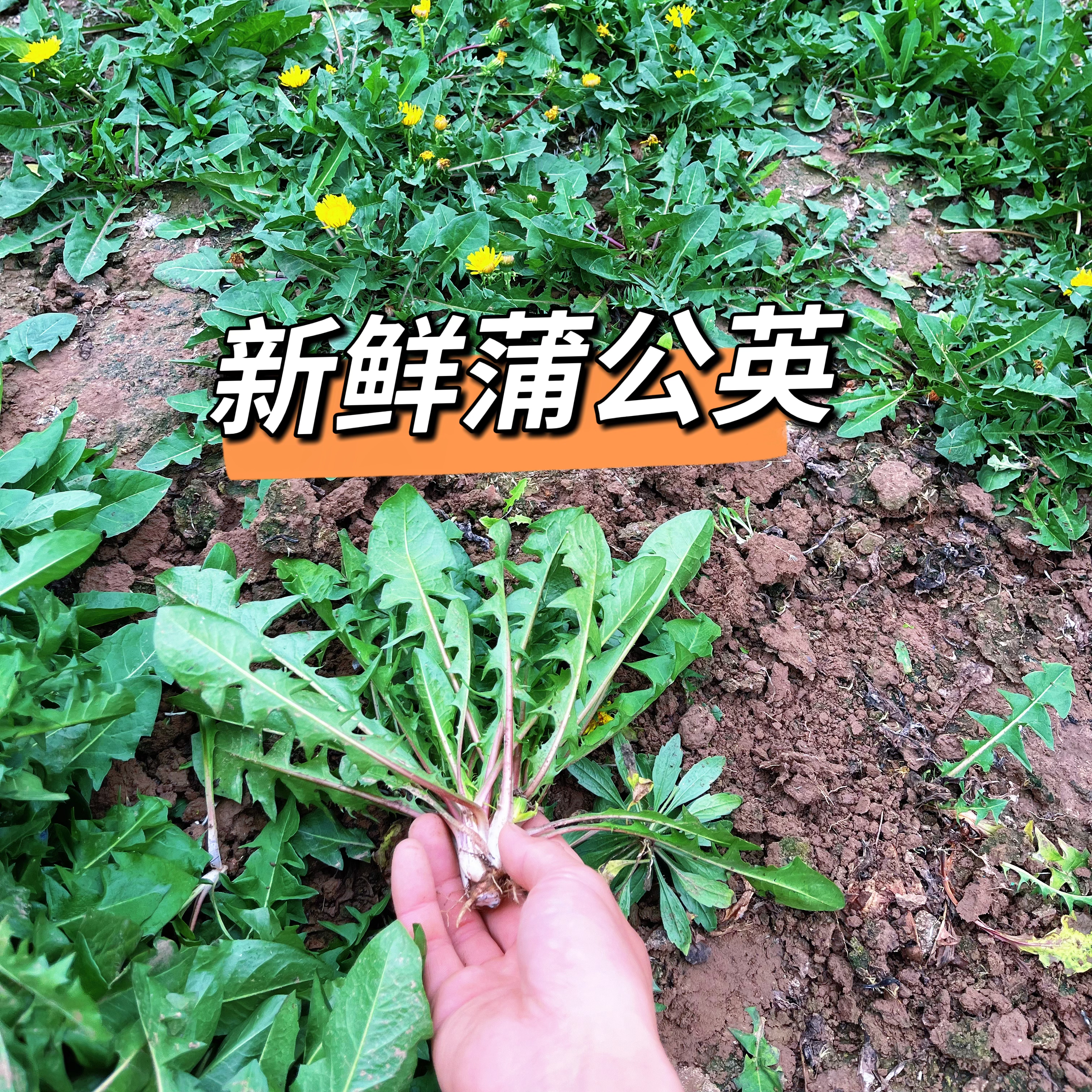 河南新鲜蒲公英现挖4斤包邮婆婆丁嫩叶东北蘸酱菜