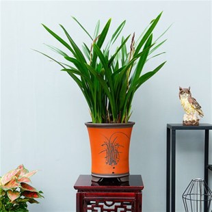 极速兰花盆栽带花苞兰草花卉植物室内好养春兰墨兰W剑兰苗四季开