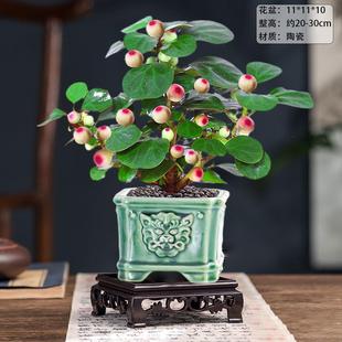 极速小盆盼菩提树栽带果绿植物室内卉办公室花盆景客厅Y禅意摆件