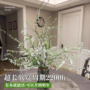 极速雪柳鲜枝干枝水养带s花苞盆栽水培植物客厅阳台客厅办公室卧