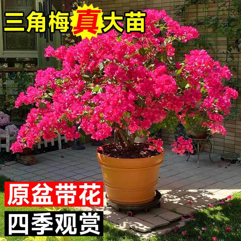 极速三角梅盆栽带花m漳红樱娇娇家老桩小苗爬藤植物室内外阳台四