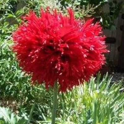 极速红花重瓣羽绒虞美人Papaverz somniflorum Oase 50粒