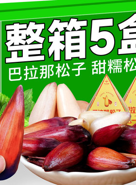 中云巴松云南特产野生巴拉那大松子拇指松子坚果零食孕妇儿童可食