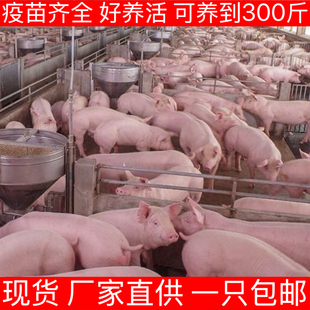 二元三元长白猪活体种猪活猪育肥白猪仔阉割幼崽猪母猪肥猪活苗