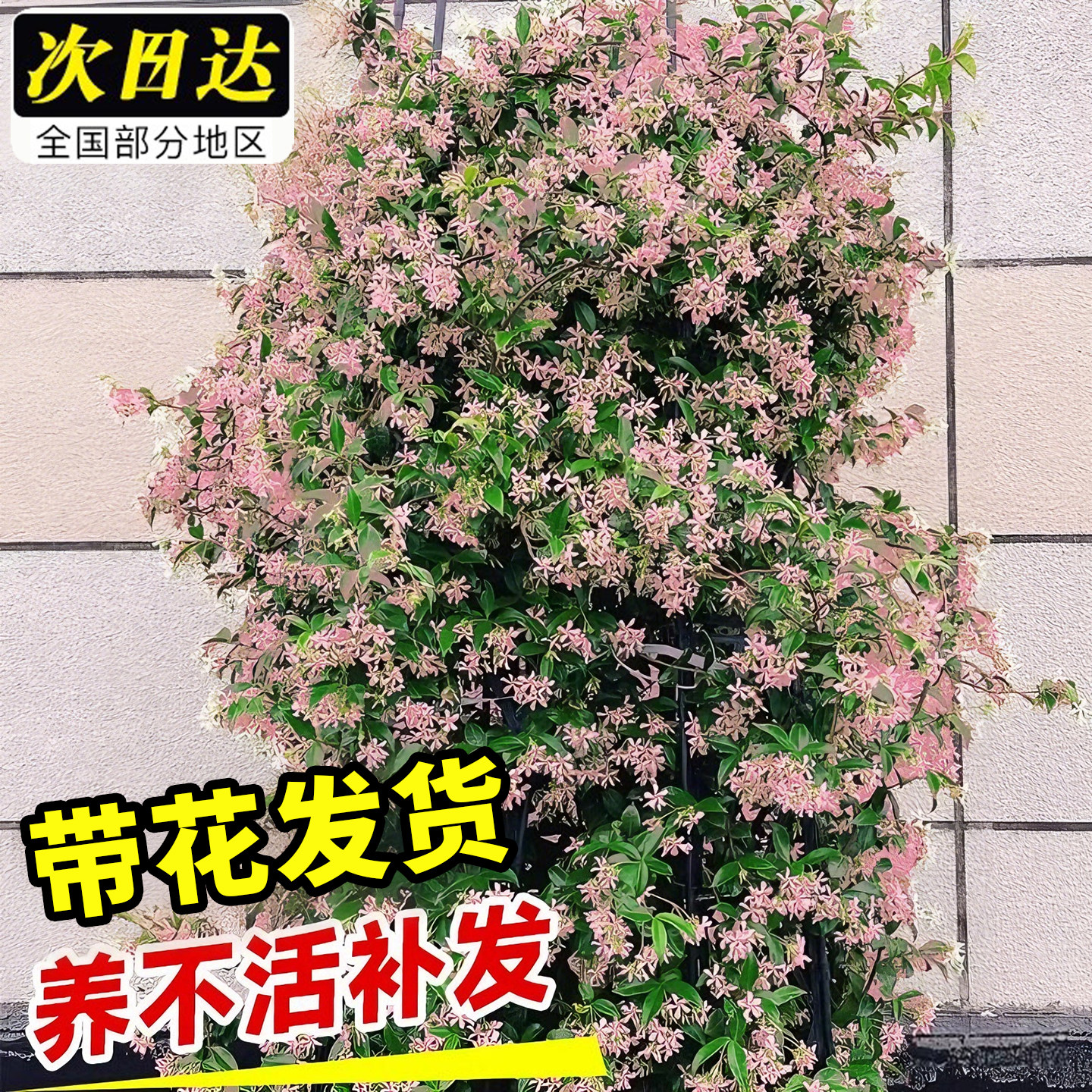 粉色风车茉莉爬藤大苗带花苞四季盆栽开花浓香庭院阳台绿植物花卉