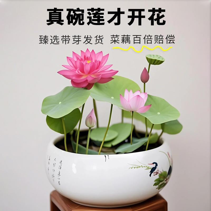 碗莲种藕水培植物带花苞七彩正宗观赏迷你荷花根茎水养四季开鲜花