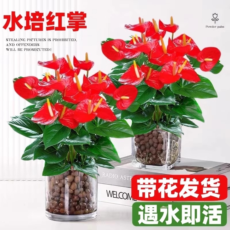 水培红掌盆栽带花苞四季开鲜
