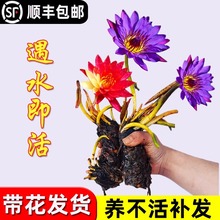 睡莲水培植物带花苞四季开花水养七彩睡莲根块冬季耐寒室内花卉苗