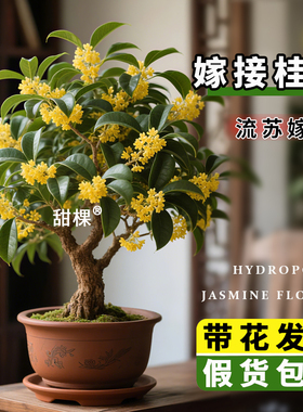 嫁接金桂花树苗盆栽丹桂开花棒棒糖独杆大苗家庭院浓香型花卉耐寒