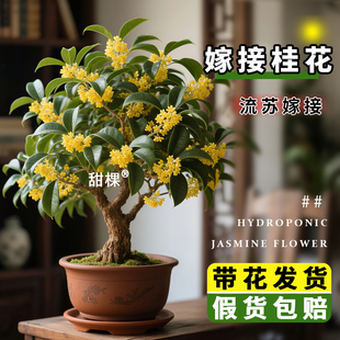 嫁接金桂花树苗盆栽丹桂开花棒棒糖独杆大苗家庭院浓香型花卉耐寒