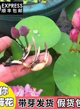 碗莲种藕根茎带芽小型荷花苗水培植物带花苞四季盆栽睡莲花卉开花