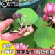 碗莲种藕根茎带芽小型荷花苗水培植物带花苞四季 盆栽睡莲花卉开花