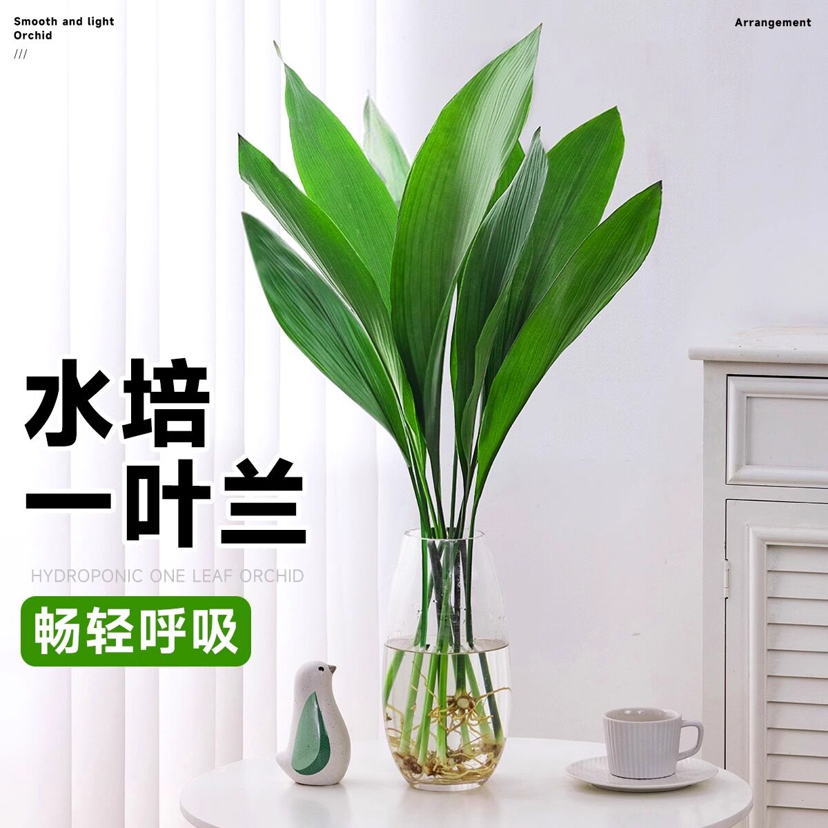 一叶兰水培绿植大叶办公室内桌面四季常青客厅好养活懒人水养植物图片