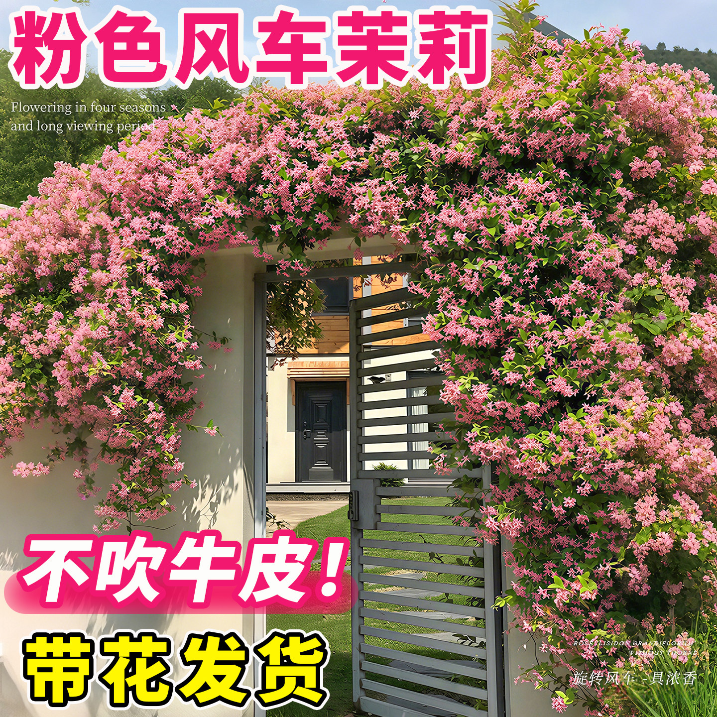 粉色风车茉莉爬藤植物大苗四季花卉盆栽开花卉阳台庭院好养活绿植