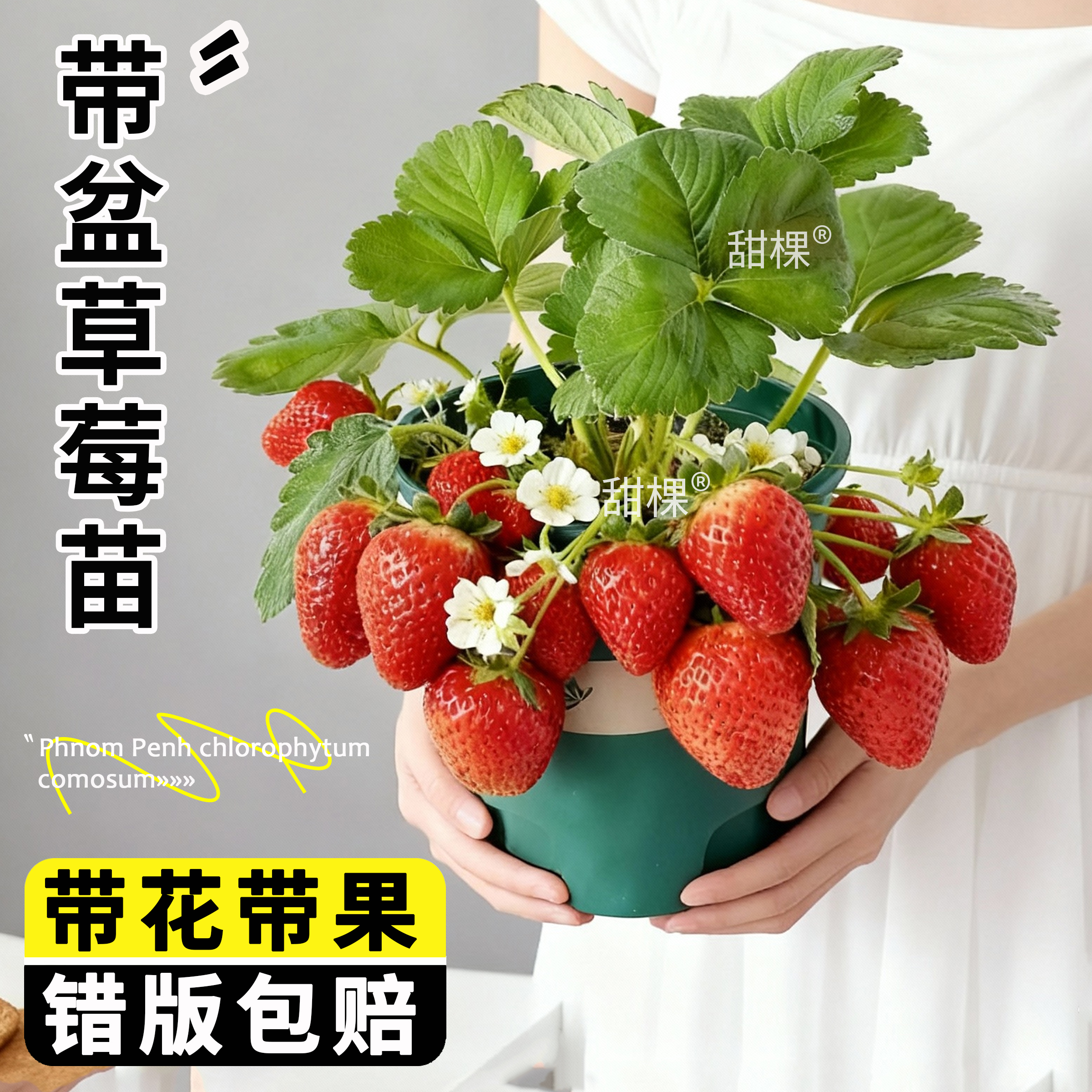 草莓苗秧四季结果盆栽特大号