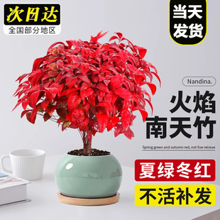 火焰南天竹盆栽红叶小盆景耐寒植物室内桌面好养观叶花卉四季 绿植