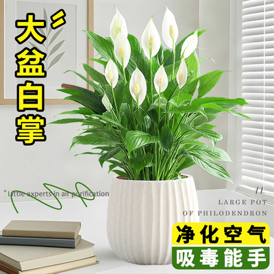 白掌绿植一帆风顺盆栽大号