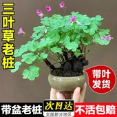 三叶草老桩盆栽带盆绿植红花炸酢浆草种球根四季 花卉掌上微型盆景