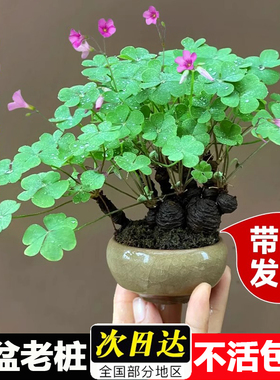 三叶草老桩盆栽带盆绿植红花炸酢浆草种球根四季花卉掌上微型盆景