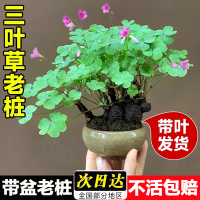 三叶草老桩盆栽带盆绿植