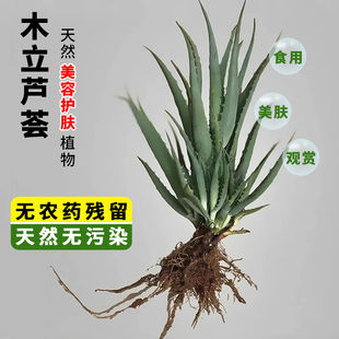 木立芦荟盆栽观赏开花大盆超级龙爪菊小苗食用室内绿植物品种大全