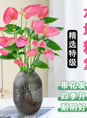 水培粉掌无土纯水培植物四季开鲜花桌面高端花卉盆栽室内懒人好养