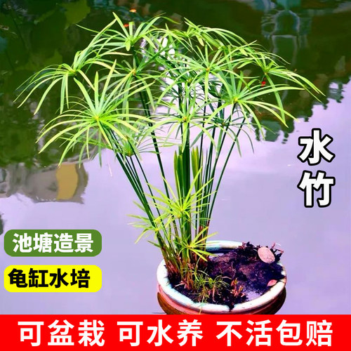 水竹植物水培水生绿植盆栽大苗