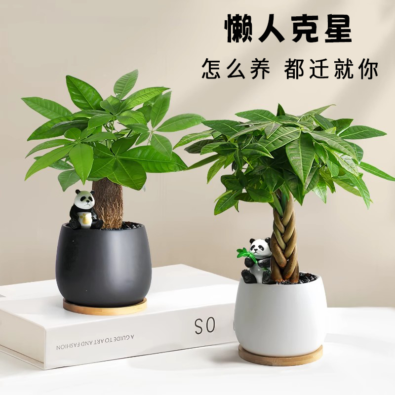 发财树小盆栽精致水培老桩辫子办公室桌面客厅摆件招财绿植物花卉