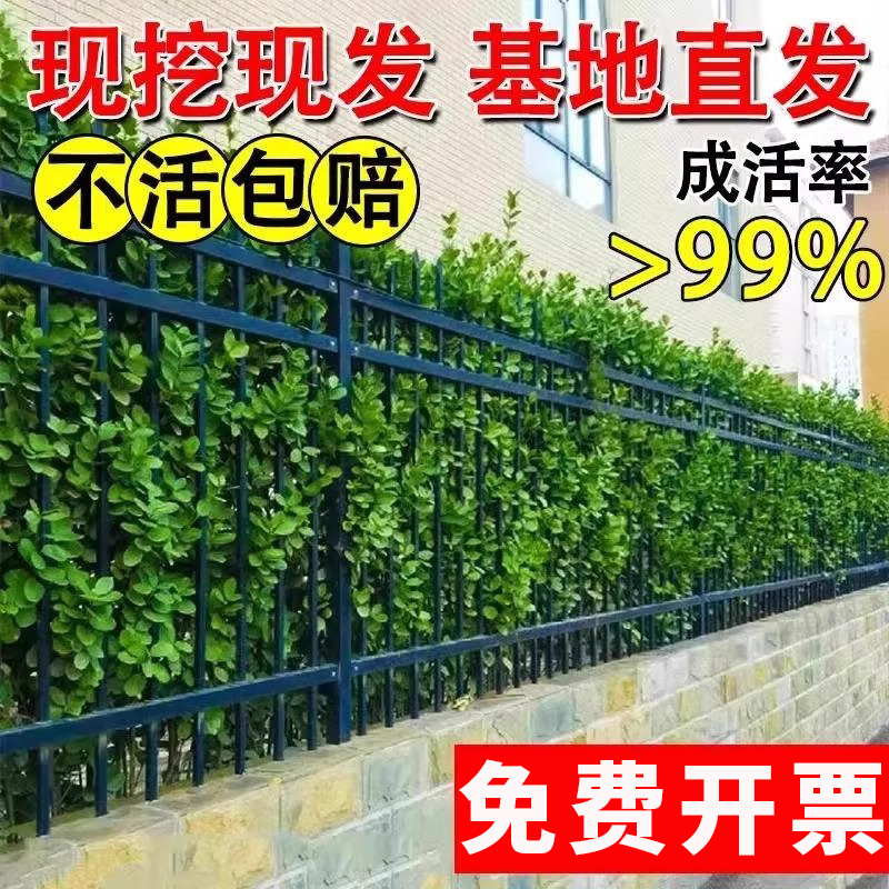 大叶北海道冬青树苗黄杨大树围墙篱笆植物四季常青庭院绿篱树苗