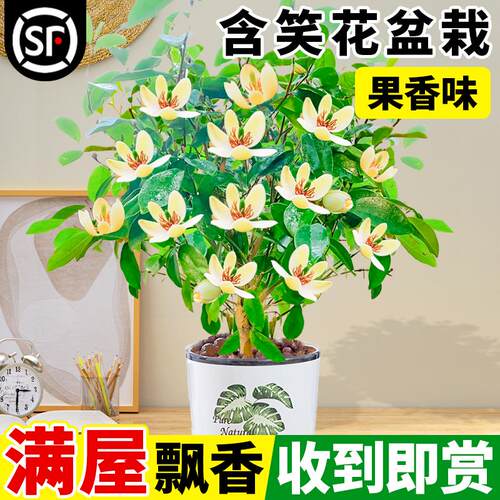 含笑花盆栽老桩树苗阳台庭院