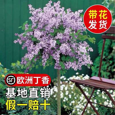 欧洲丁香花树苗盆栽四季花海