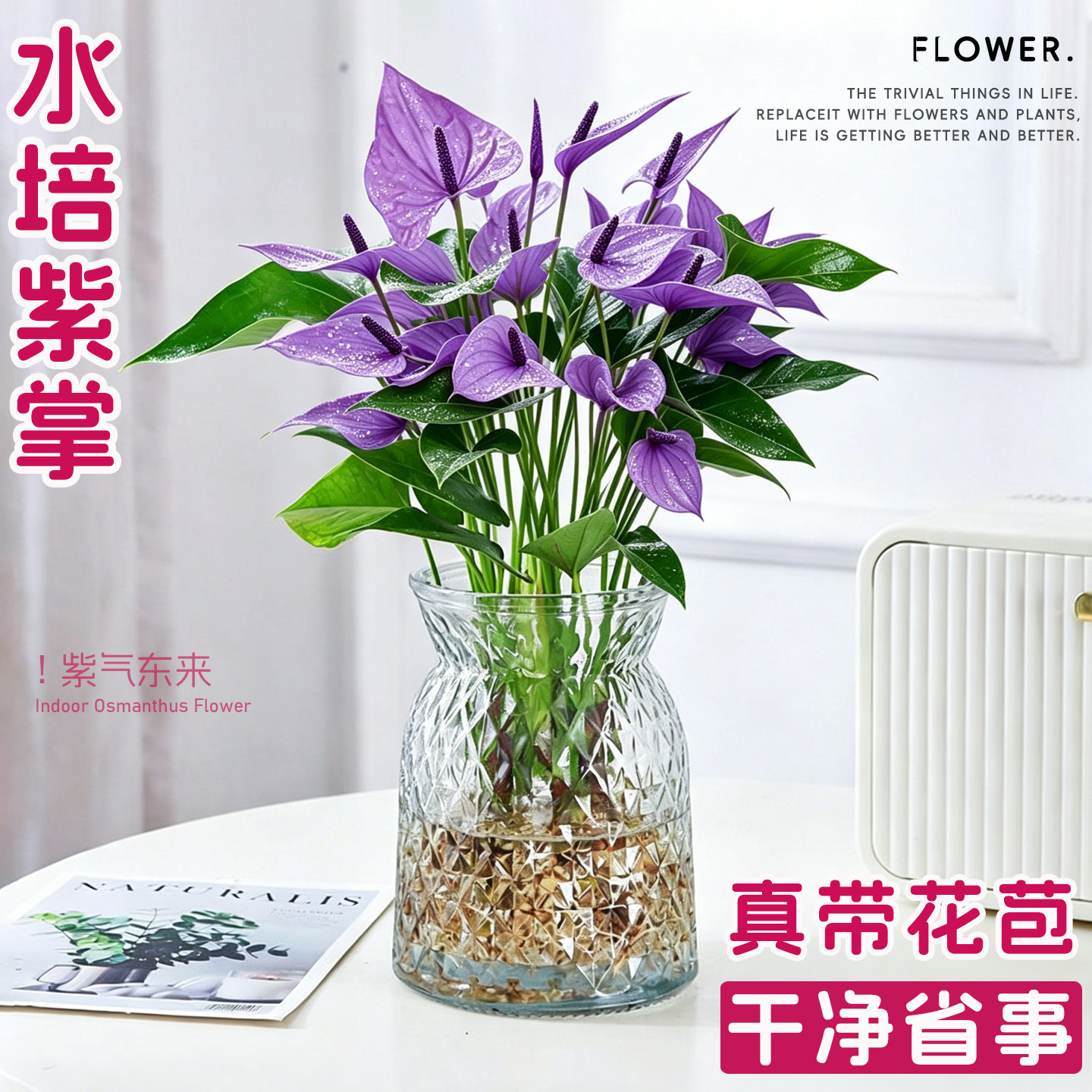 紫掌盆栽带花香妃花卉桌面水培绿植物办公室内客厅好养紫气东来