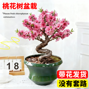 桃花树盆栽带花苞寿心桃招桃花老桩观赏盆景室内外客厅树苗四季花